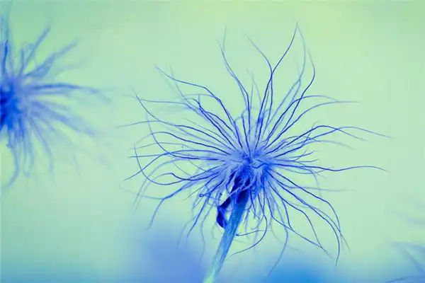 天干地支與生肖對照表