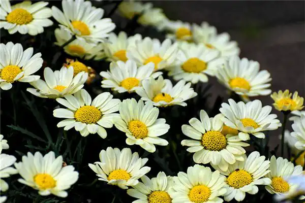 天干丁的性格特點