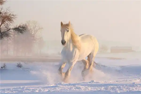 馬對應的天干及性格