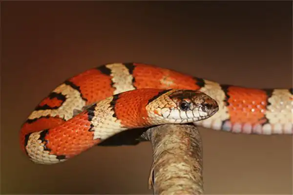 蛇對應的天干及性格