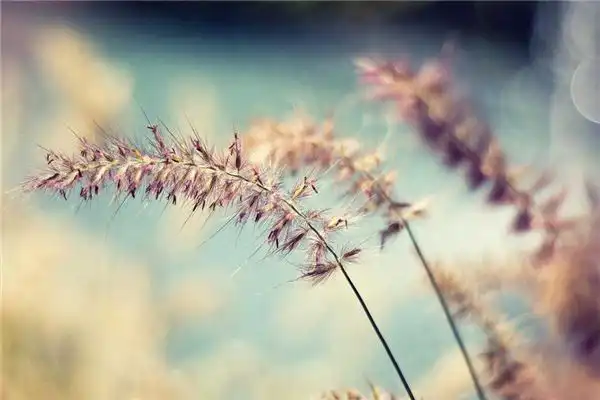 天干地支與生肖對照表