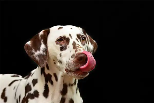 狗對應的天干及性格