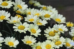 天干丁的性格特點