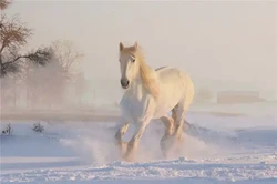 馬對應的天干及性格