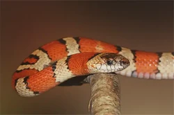 蛇對應的天干及性格