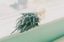 天干地支與生肖對照表