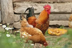 雞對應的天干及性格