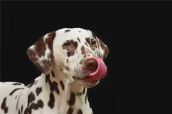 狗對應的天干及性格