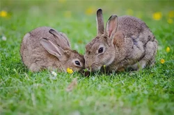 兔對應的天干及性格